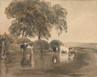 Vaches dans une mare