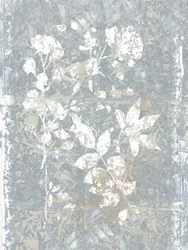 Abstrait : Grey Botanicals