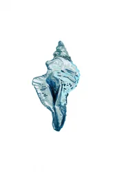 Coquillage bleu