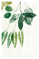 Feuilles vertes botaniques