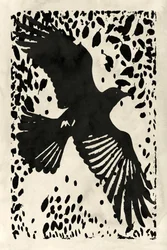 Sombre corbeau planant