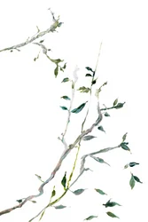 Rameaux verts délicats