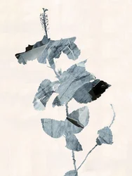 Fleur d