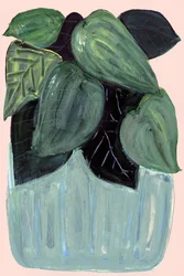 Plante d