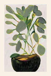 Plante d