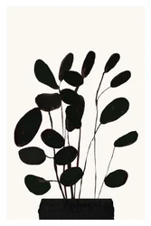 Plante d