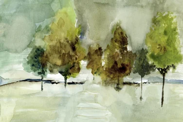 Arbres verts dans la brume