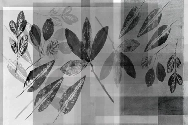Superpositions botaniques monochromes