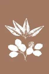 Silhouettes de feuilles organiques
