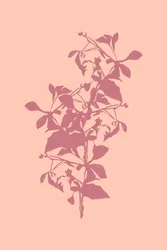 Silhouette botanique rose