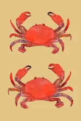 Des crabes d