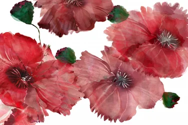 Des coquelicots d
