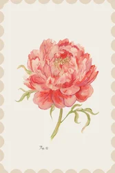 Pivoine rose vintage