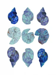 Coquillages aux couleurs vives