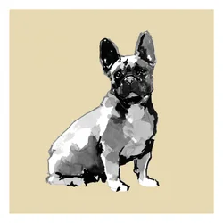Bouledogue français à l