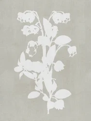 Fleurs botaniques blanches