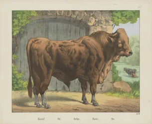 Boeuf