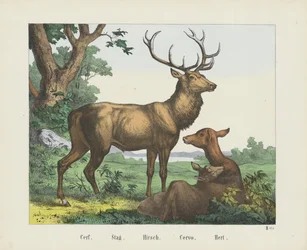 Cerf