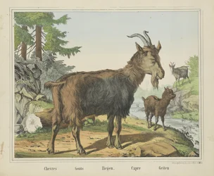 Chèvres