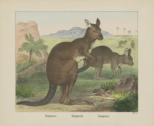 Kangourou