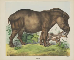Tapir