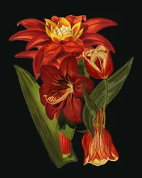 Fleurs botaniques élégantes