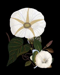 Élégantes ipomées blanches