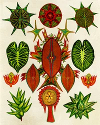 Illustration détaillée de la nature