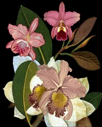 Orchidées et magnolias