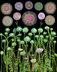 Capsules de pavot et cercles abstraits