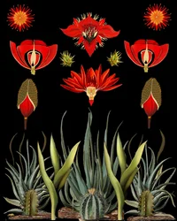 Fleurs du désert rouge
