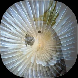 Collage de perroquets blancs, 2017 (photographie)