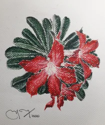 Fleur du désert