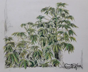 Plante de manioc