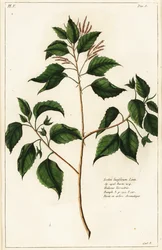 Noix de bancoule, Croton laccifer