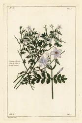 Jasmin commun, Jasminum officinale, Linn
