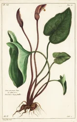 Capuchon de moine ou larus, Arisarum vulgare