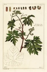 Feuilles et raisins en bourgeonnement sur une vigne, Vitis vinifera