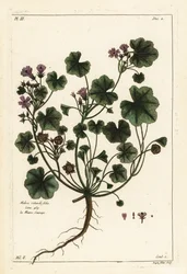 Mauve à feuilles rondes, Malva pusilla