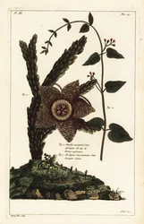 Plante étoile de mer, Orbea variegata 1 et herbe à hirondelles, Vincetoxicum hirundinaria 2