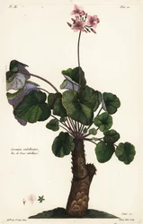 Espèce non résolue de géranium, Geranium umbellicatum